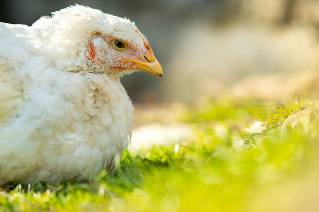 农业母鸡吃传统的农村食物谷仓关闭白色的鸡和绿色的鸡一起坐在谷仓的院子里无草牧场家禽养殖理念宠物鸡生物