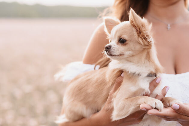 狗吉娃娃狗在一个女孩的手里 在一个夏天的田野里自然浪漫女孩朋友