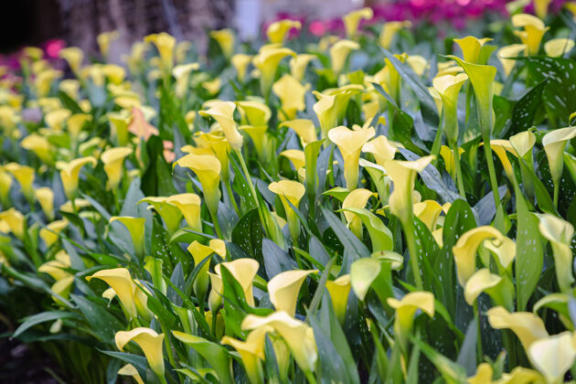 自然春天 黄色的马蹄莲在公园里盛开叶多彩花