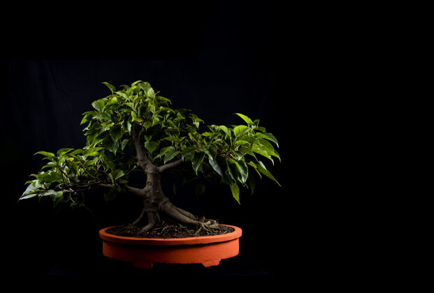 植物一个传统的日本盆景微型树在一个黑色背景上孤立的锅生长园艺学和谐