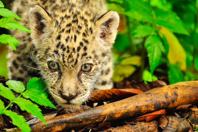 自然一只年轻的美洲虎在草地上徘徊食肉动物丛林猫