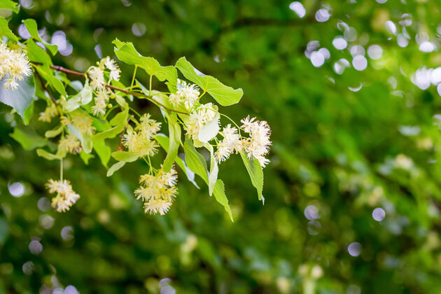 宏在绿叶的衬托下开满鲜花的菩提树枝季节新鲜有机