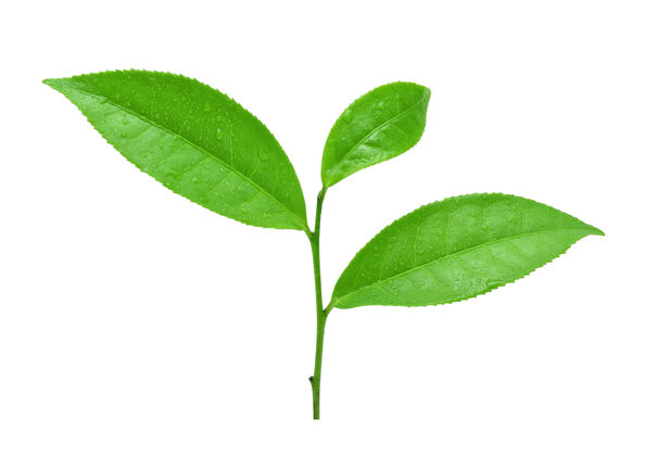 种植白底水滴绿茶叶新鲜农业田