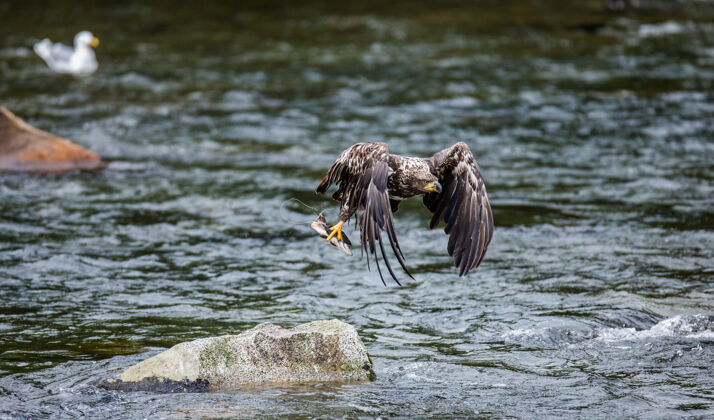 美国鹰从石头上飞出来 爪子里抓着猎物图片之旅动物鸟