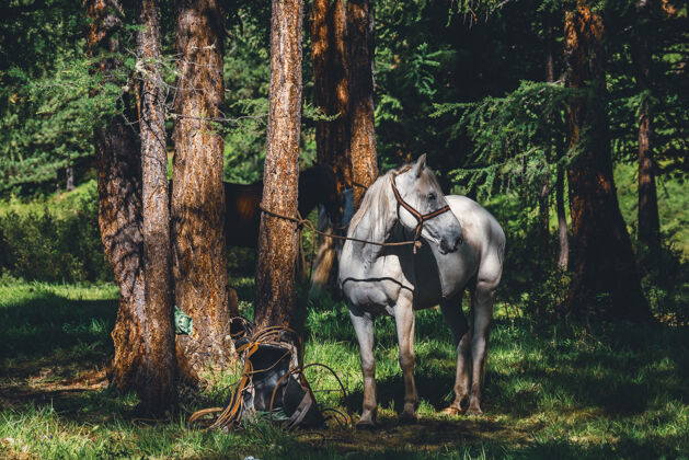 树在阿尔泰共和国乌拉甘斯基地区的针叶松树上拴着皮带的白马 俄罗斯哺乳动物自然阿尔泰
