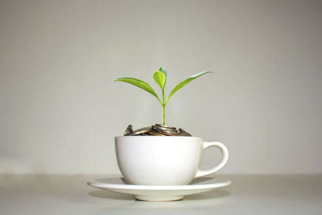 年轻一棵树长在一堆硬币上 放在一个白色的咖啡杯里植物学货架微小