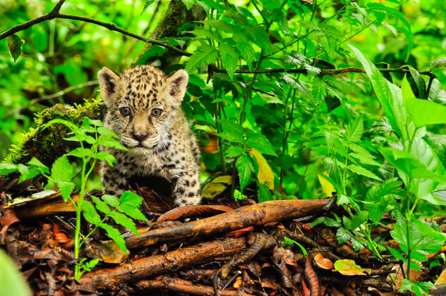 亚马逊一只年轻的美洲虎在草地上徘徊毛皮哺乳动物猎人