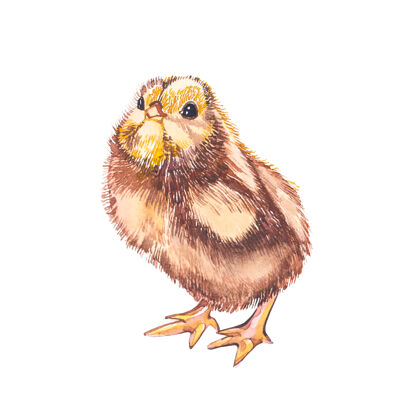 春天可爱的小鸡水彩插图.复活节摆手白色背景上有传统符号的彩绘卡片搞笑农业小