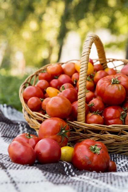 收获桌子上放着西红柿的篮子毛毯新鲜的花园里的有机食物有机田地西红柿