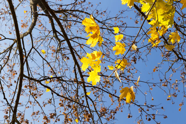 深秋天枫树上发黄的叶子季节蓝色天空中背景.照片特写镜头树叶秋天