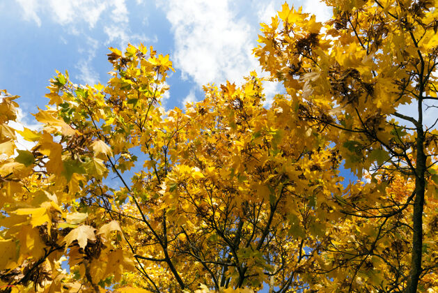 明亮秋天枫树上泛黄的叶子 蓝天 特写公园树枝郁郁葱葱