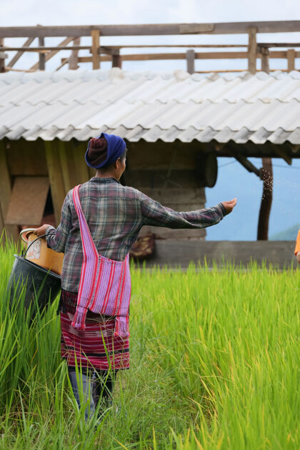 美丽泰国清迈省在泰国北部的巴邦片 稻农正在播种粮食稻田旅游景观