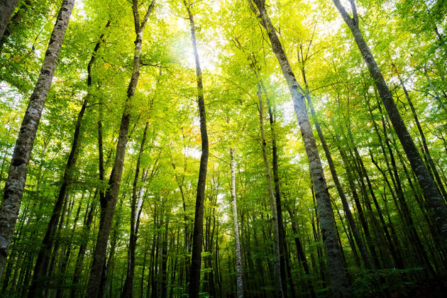 壮观阳光照在树梢的山毛榉林生态树和平
