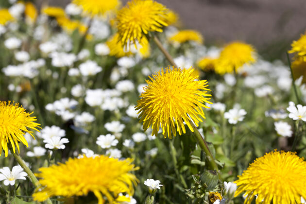 天气黄色蒲公英与开放的花瓣在温暖的夏天或春天的天气 特写草本植物草林间空地