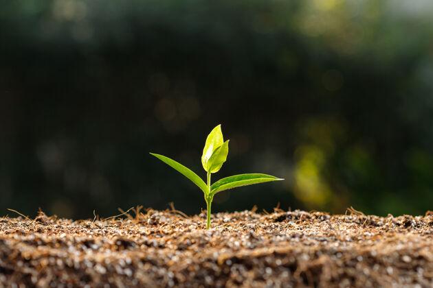 生活在肥沃的土壤里 把幼芽收起来自然阳光环境