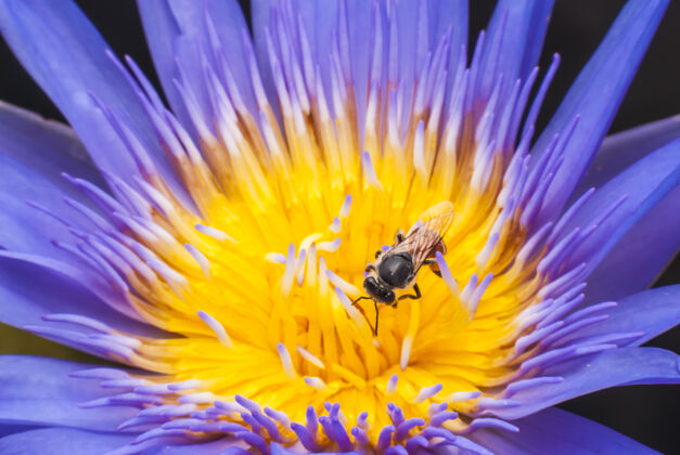 工作美丽的莲花上的蜜蜂动物花蜜食物