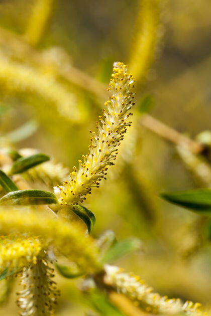 植物小黄花柳树在春天开花的时候 特写春天开花小