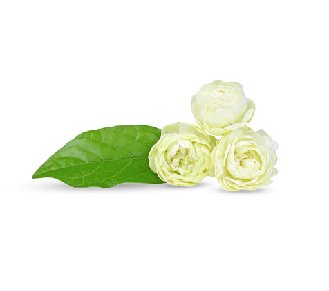 叶阿拉伯茉莉花 白色背景上芳香的花朵草本花春天