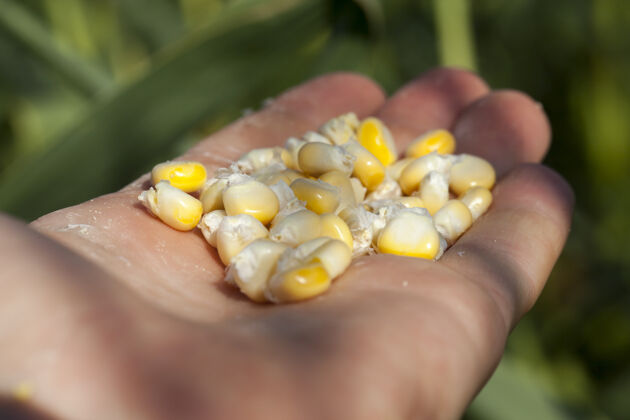 爆米花手里躺着地里收获的黄色甜玉米种子 谷粒潮湿而不成熟 含有大量玉米汁农业食物自然
