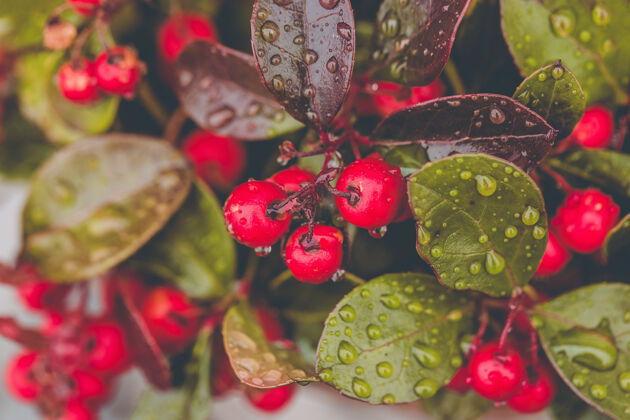 室内鲜冬青红莓雨点关闭向上 选择性聚焦可食用植物学滴