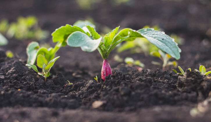 背景萝卜幼苗幼嫩的植物绿叶在雨后的土壤上的家园花园素食房子田地