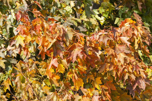 树叶秋天枫叶发黄用一个小景深的特写镜头树叶乡村场景
