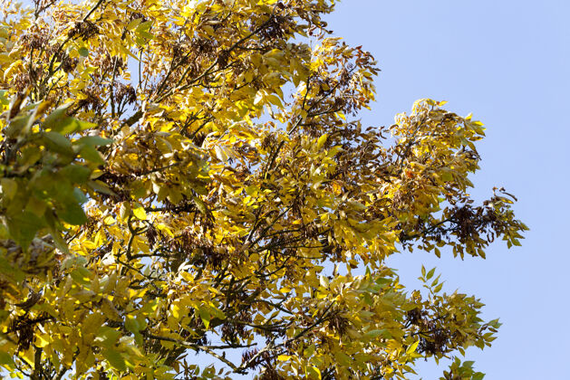 公园秋天的灰烬树叶变暗变黄 白天的天气晴朗树叶阳光植物