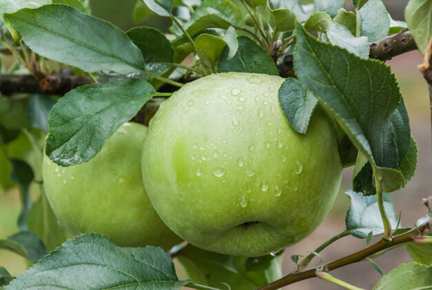苹果树枝上成熟的青苹果雨滴选择性集中水果收获植物