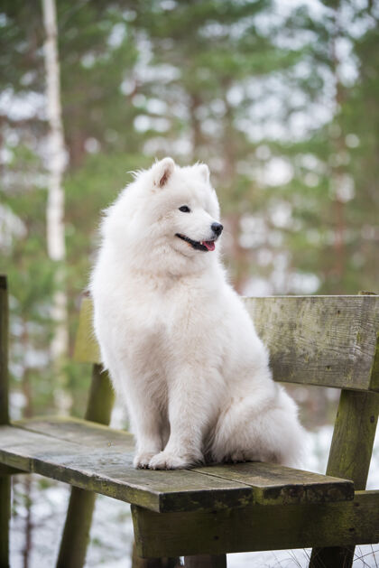狗萨莫耶德白狗正坐在冬天的森林里的长凳上乐趣毛绒萨摩耶
