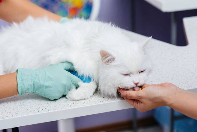 动物在一家现代兽医诊所 一只纯种猫在医院接受检查和治疗表3兽医诊所专家手术室帮助