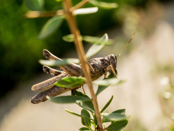 自然巨蝗在灌木丛的叶子之间等待食物动物成虫翅膀