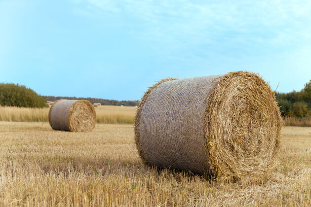包装一捆捆的干草在一个有着夏日蓝天的农场里捆风景稻草
