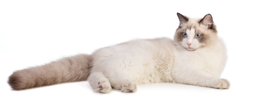 毛绒在白色的地面上躺着六只小猫谎言家庭漂亮