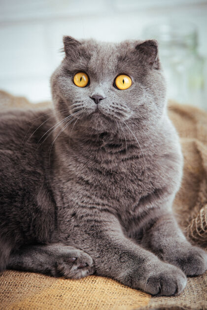 猫可爱的蓝色苏格兰折叠猫和金色的眼睛粗麻布脸可爱哺乳动物