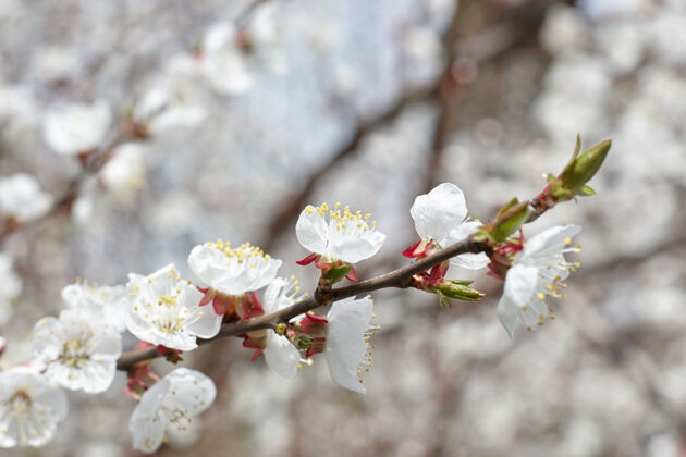 树樱桃树布鲁姆春天还有浪漫concept.白色鲜花日本新新鲜