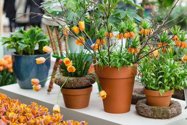 室内橘色郁金香和贝母也被称为帝王或皇冠中的花盆花园橙色郁金香花卉