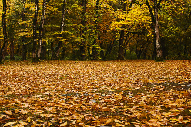 秋天重庆市秋秋季森林景观乔治亚州秋天给树叶涂颜色树橙色还有黄色的表面雾影子风景