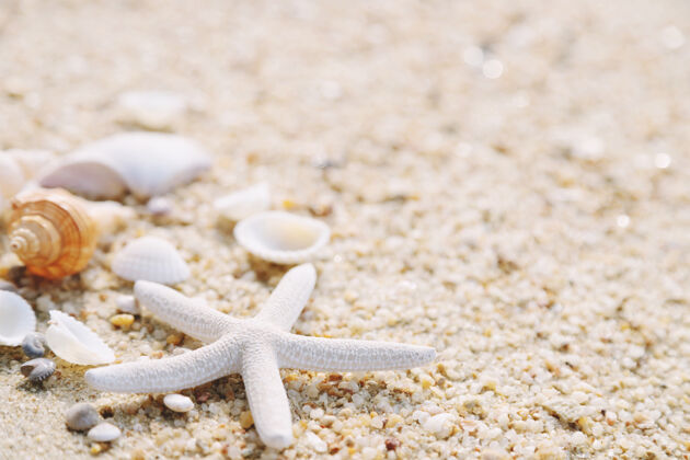 海岸夏季概念 沙滩上有贝壳和海星桌子免费的为您的装饰顶视图空间海滨特写加勒比