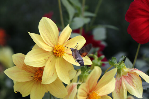 自然大而最大的蜜蜂在黄色的花头上 昆虫的宏观和特写镜头宏乔治亚州户外