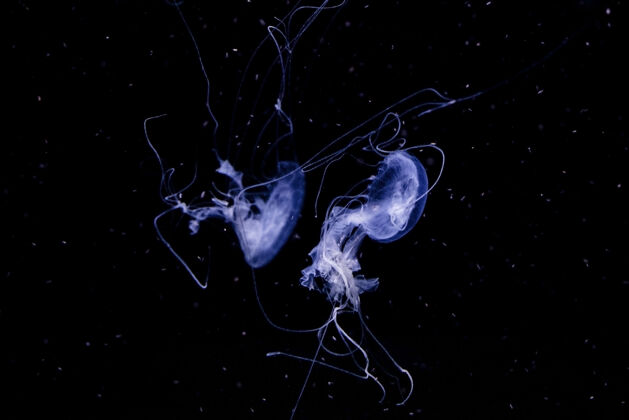 鱼水母在水下 水母 海洋动物在水中 蓝色自然特写水下