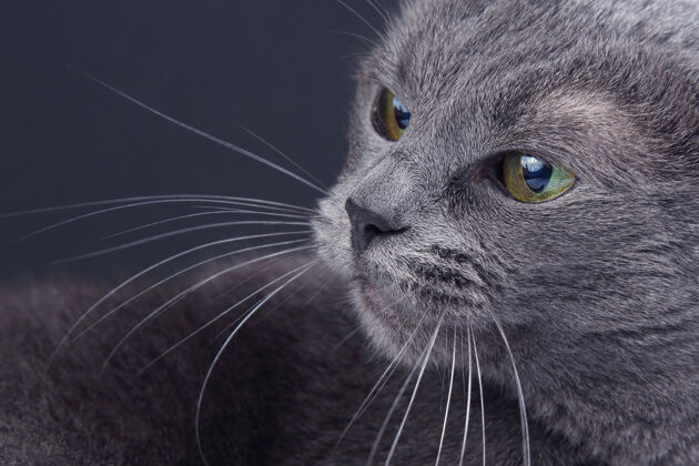 毛茸茸的黑暗中美丽的灰猫背景.pet哺乳动物捕食者生活哺乳动物品种