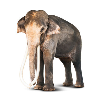巨大白色背景上长着象牙的亚洲象大耳朵野生动物