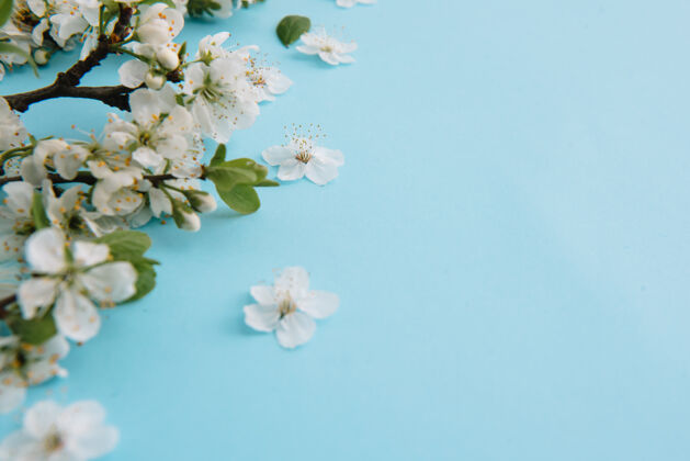 花春天的照片白色樱花树在蓝色的表面季节邀请春天