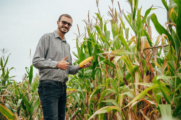农业英俊的农学家在玉米地里手持平板触摸屏电脑 在收割前检查庄稼种植种植科学家