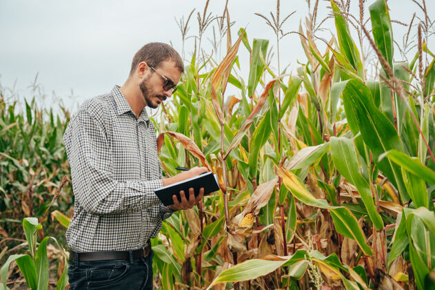 农业英俊的农学家在玉米地里手持平板触摸屏电脑 在收割前检查庄稼植物生物学家食品