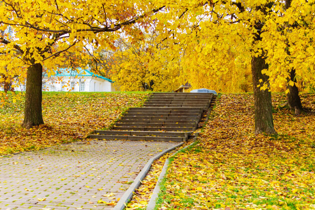 森林公园里的石阶上散落着秋天的黄色树叶秋天风景秋天阳光季节