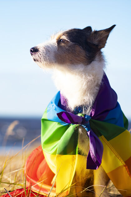 可爱可爱有趣的狗与彩色彩虹同性恋同性恋同性恋者旗帜骄傲假日户外概念生活方式.垂直摄影宠物性别象征