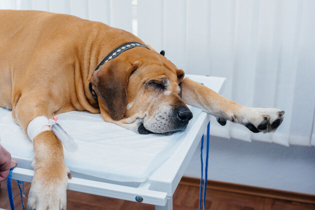 消毒在现代兽医诊所里 一个手术是为了挽救一只大狗的生命滴管外科切割
