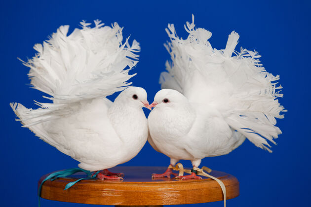 一起两只白鸽坐在木板路上的蓝色墙上 象征着纯洁和爱 复制空间情人爱家庭