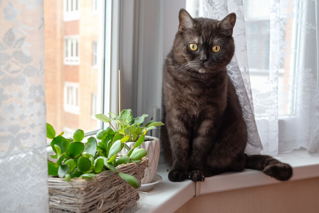 手表黑猫坐在靠近盆栽的窗台上植物室内花卉